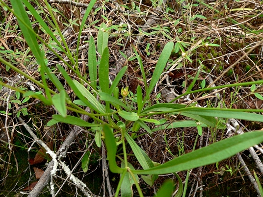 {Coreopsis lanceolata}